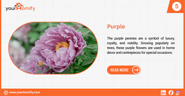Purple peony