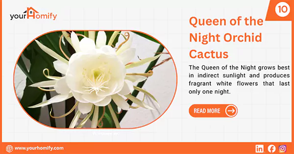 Queen of the Night