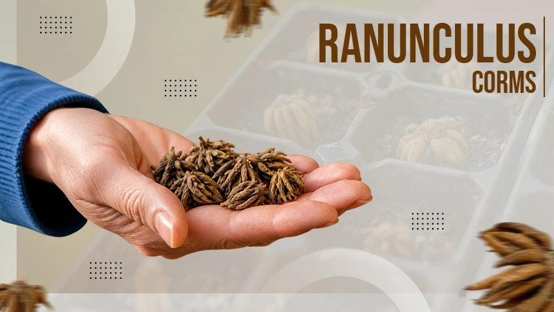 Ranunculus corms