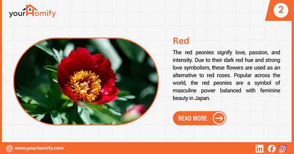 Red peony
