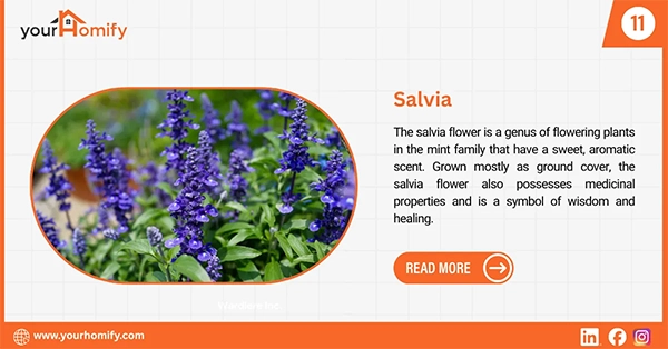 Salvia flowers