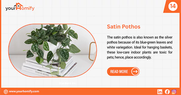 Satin pothos