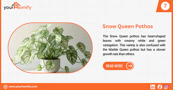 Snow Queen pothos