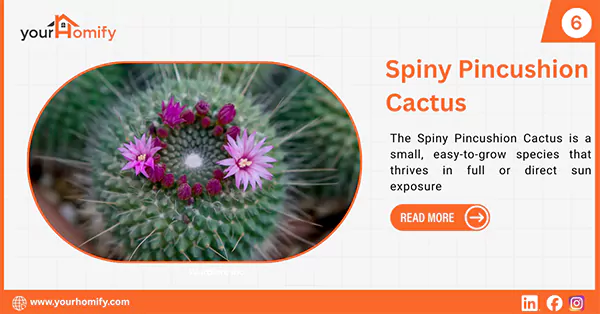 Spiny Pincushion