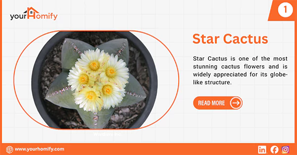 Star Cactus