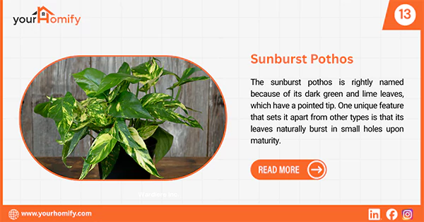 Sunburst pothos