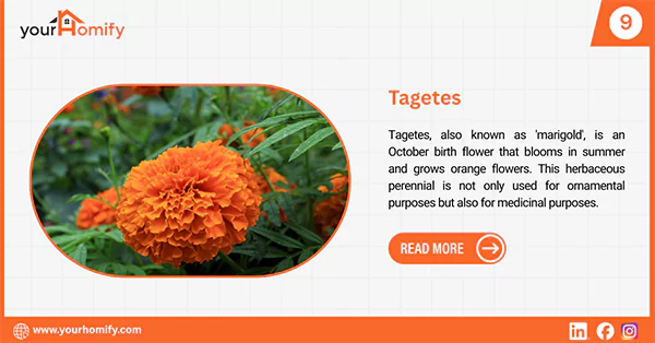 Tagetes