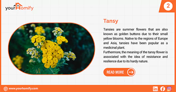 Tansy