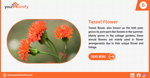 Tassel flower