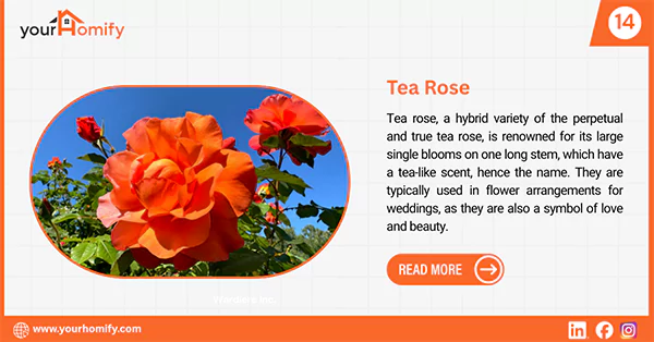 Tea Rose