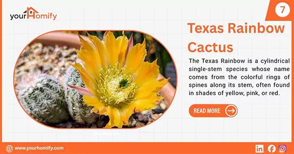 Texas Rainbow Cactus
