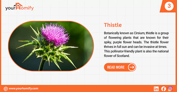 Thistle