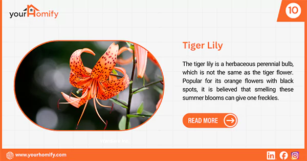 Tiger Lily