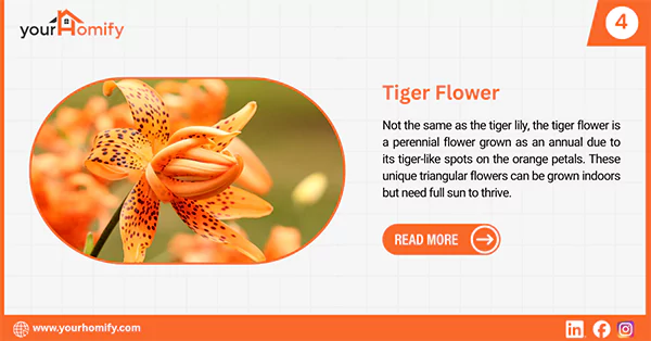 Tiger flower
