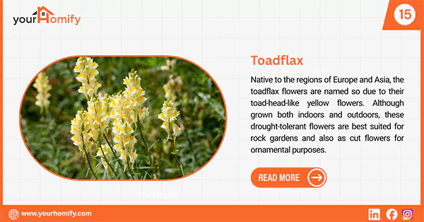 Toadflax