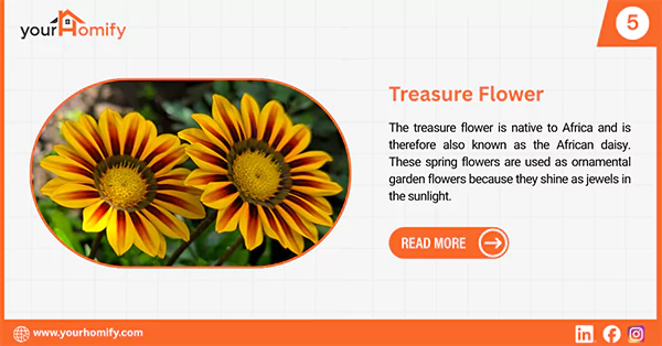 Treasure flower