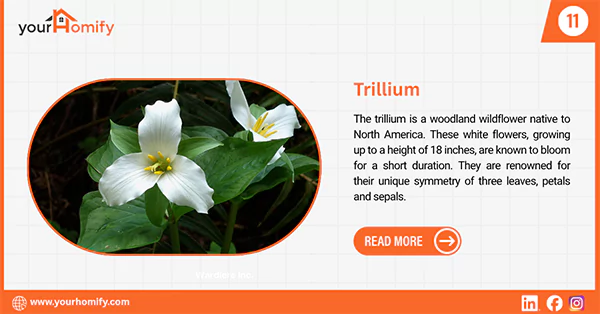 Trillium