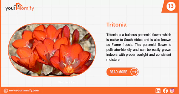 Tritonia