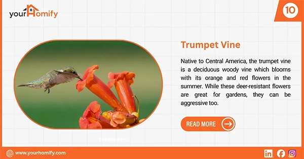 Trumpet Vine