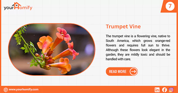 Trumpet Vine