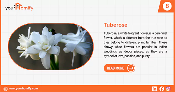 Tuberose