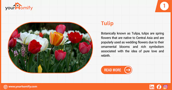 Tulips