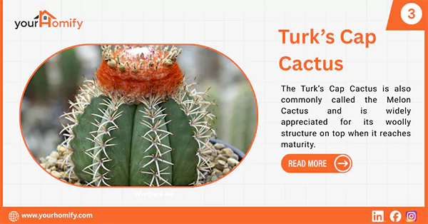 Turks Cap Cactus