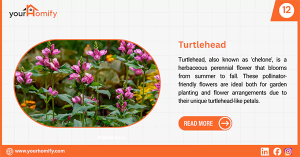 Turtlehead