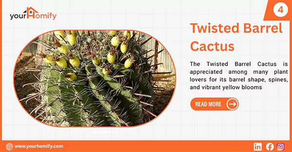 Twisted Barrel Cactus
