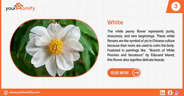 White peony