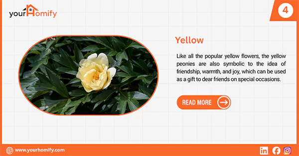 Yellow peony