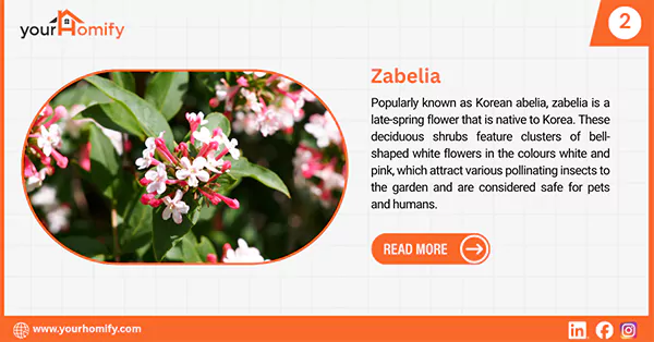 Zabelia flower