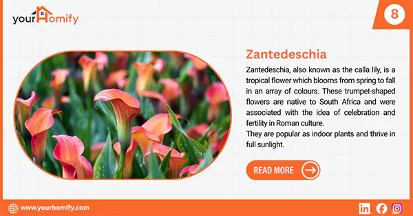 Zantedeschia