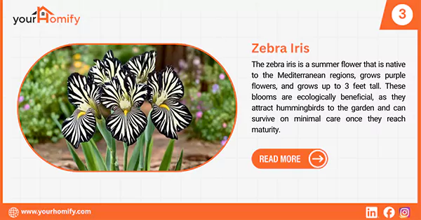 Zebra Iris