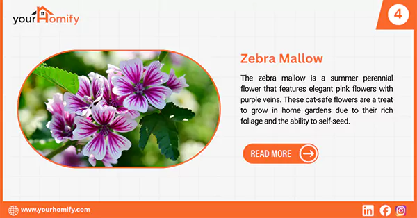 Zebra mallow