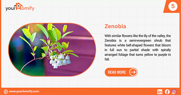 Zenobia flower