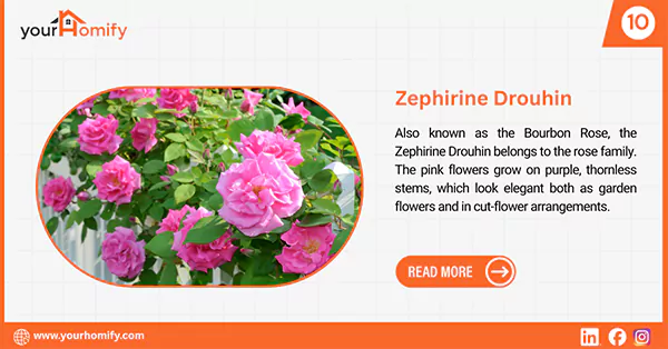 Zephirine Drouhin