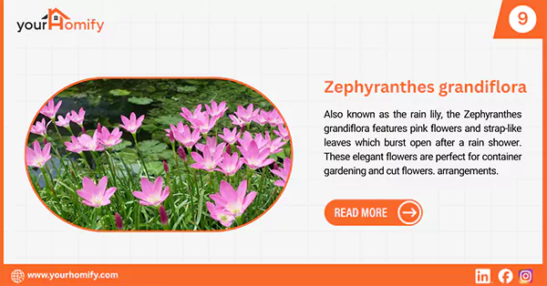 Zephyranthes grandiflora