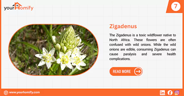 Zigadenus