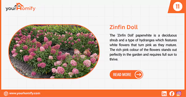Zinfin doll