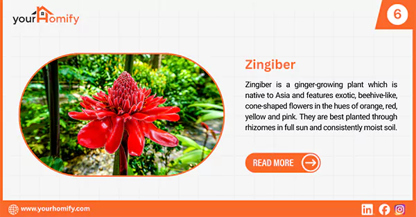 Zingiber flower