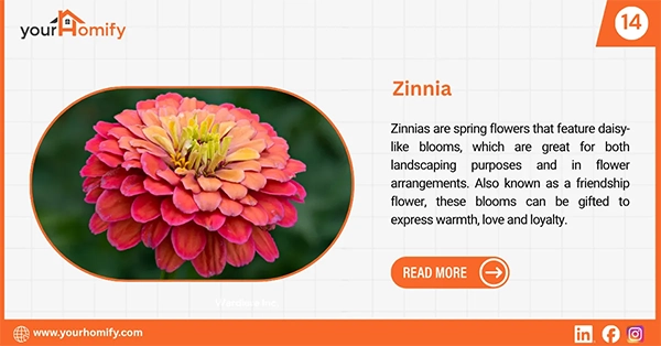 Zinnia flower