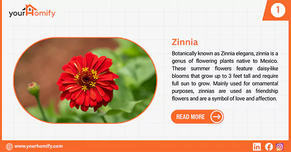 Zinnia