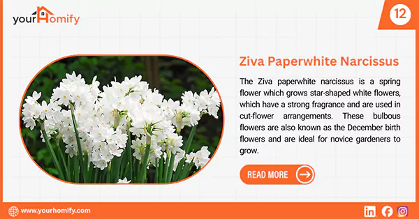 Ziva paperwhite narcissus
