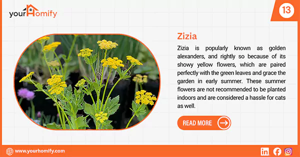 Zizia flowers