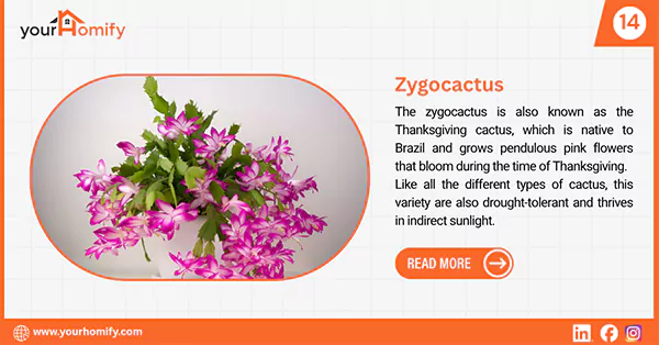 Zygocactus