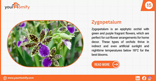 Zygopetalum