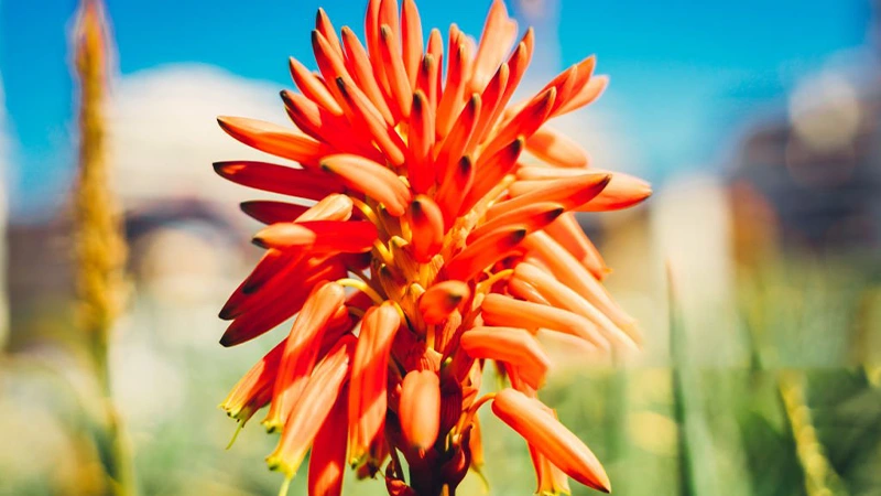 aloe-socotrine-flowers