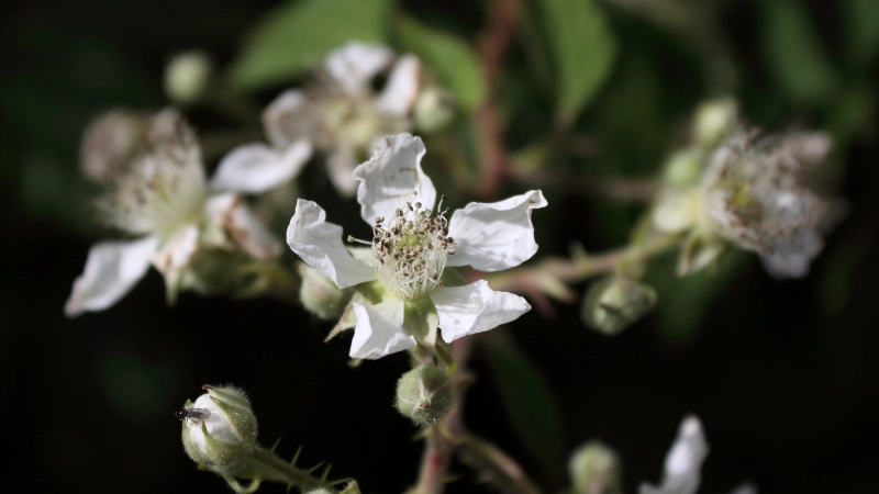 bramble flowers