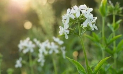 catchfly-night-flowering-flowers-gallery-1